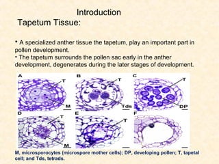 Introduction
Tapetum Tissue:
• A specialized anther tissue the tapetum, play an important part in
pollen development.
• The tapetum surrounds the pollen sac early in the anther
development, degenerates during the later stages of development.
M, microsporocytes (microspore mother cells); DP, developing pollen; T, tapetal
cell; and Tds, tetrads.
 