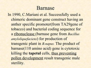 Barnase
In 1990, C.Mariani et al. Successfully used a
chimeric dominant gene construct having an
anther specific promoter(from TA29gene of
tobacco) and bacterial coding sequence for
a ribonuclease (barnase gene from Bacillus
amyloliquefaciens) for production of
transgenic plant in B.napus. The product of
barnase(110 amino acid) gene is cytotoxic
killing the tapetul cells, thus preventing
pollen development result transgenic male
sterility.
 