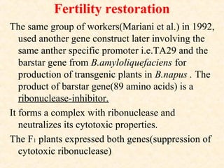 Fertility restoration
The same group of workers(Mariani et al.) in 1992,
used another gene construct later involving the
same anther specific promoter i.e.TA29 and the
barstar gene from B.amyloliquefaciens for
production of transgenic plants in B.napus . The
product of barstar gene(89 amino acids) is a
ribonuclease-inhibitor.
It forms a complex with ribonuclease and
neutralizes its cytotoxic properties.
The F1 plants expressed both genes(suppression of
cytotoxic ribonuclease)
 