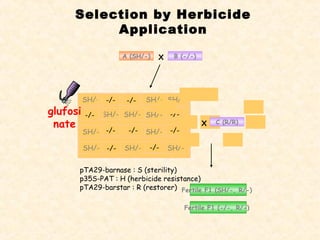 Selection by Herbicide
Application
pTA29-barnase : S (sterility)
p35S-PAT : H (herbicide resistance)
pTA29-barstar : R (restorer)
SH/-
SH/-
-/- SH/-
SH/-
-/- SH/-
-/-
SH/-
-/-
-/- SH/-
-/- SH/-SH/-
-/- -/-
-/-SH/-SH/-
-/- -/-
-/- -/-
-/--/--/-
-/- -/-
A (SH/-) X B (-/-)
glufosi
nate X C (R/R)
Fertile F1 (SH/-, R/-)
Fertile F1 (-/-, R/-)
 