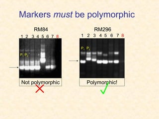 Markers must be polymorphic
1 2 3 4 5 6 7 8 1 2 3 4 5 6 7 8
RM84 RM296
P1 P2
P1 P2
Not polymorphic Polymorphic!
 