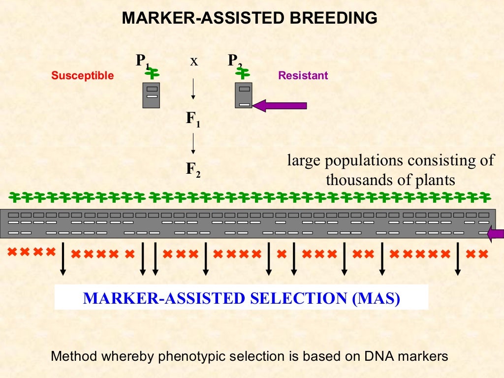 marker assisted selection