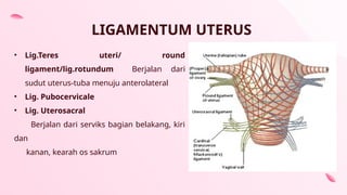 ppt-anatomi-dan-histologi-dari-atonia-uteri-pptx