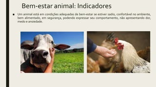 Bem-estar animal: Indicadores
■ Um animal está em condições adequadas de bem-estar se estiver sadio, confortável no ambiente,
bem alimentado, em segurança, podendo expressar seu comportamento, não apresentando dor,
medo e ansiedade.
 