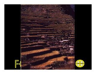 Pré colombianos: maias, astecas, incas