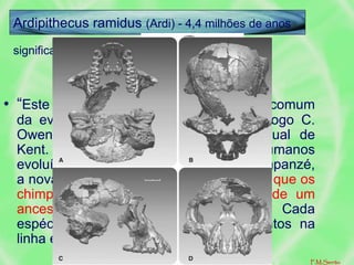 significa 'raiz dos macacos terrestres'
• “Este velho esqueleto inverte o senso comum
da evolução humana”, disse o antropólogo C.
Owen Lovejoy, da Universidade Estadual de
Kent. Em vez de sugerir que os seres humanos
evoluíram de uma criatura similar ao chimpanzé,
a nova descoberta fornece evidências de que os
chimpanzés e os humanos evoluíram de um
ancestral comum, há muito tempo. Cada
espécie, porém, tomou caminhos distintos na
linha evolutiva.
Ardipithecus ramidus (Ardi) - 4,4 milhões de anos
F.M.Serrão
 