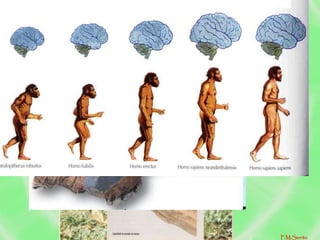 • Aquisição da verticalidade/bipedia.
• Libertação da mão/polegar oponível.
• Fabrico de instrumentos (homo habilis).
• Domínio do fogo (homo erectus).
• Aumento da massa cerebral e do crânio,
inteligência (homo sapiens).
Fases/conquistas da hominização
F.M.Serrão
 