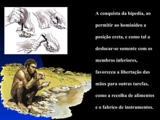 A conquista da bipedia, ao
permitir ao hominídeo a
posição ereta, e como tal a
deslocar-se somente com os
membros inferiores,
favoreceu a libertação das
mãos para outras tarefas,
como a recolha de alimentos
e o fabrico de instrumentos.

 