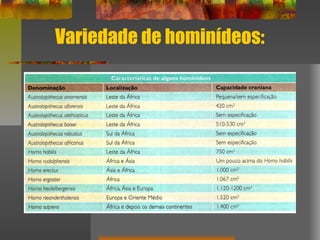 Variedade de hominídeos:
 
