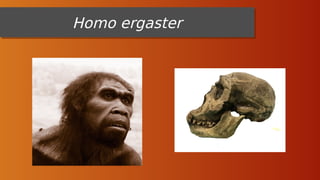 Homo ergaster
Homo ergaster
 