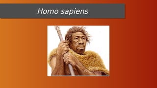 Homo sapiens
Homo sapiens
 