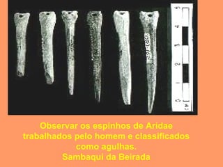 Observar os espinhos de Aridae trabalhados pelo homem e classificados como agulhas. Sambaqui da Beirada 