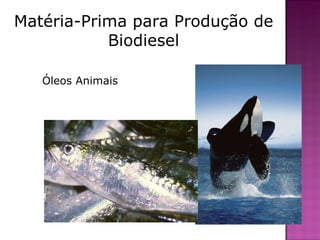 Matéria-Prima para Produção de Biodiesel Óleos Animais 
