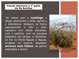 “Ao passo que a caatinga o
afoga; abrevia-lhe o olhar; agride-o
e estonteia-o; enlaça-o na trama
espinescente e não o atrai;
repulsa-o com folhas urticantes,
com o espinho, com os gravetos
estalados em lanças; e desdobra-
se lhe na frente léguas e léguas,
imutável no aspecto desolado:
árvores sem folhas, de galhos
estorcidos e secos.” Imagem: Caatinga – sertão brasileiro / Maria Hsu /
Creative Commons Attributtion 2.0 generic
Trecho descreve a 1ª parte
de Os Sertões
Trecho descreve a 1ª parte
de Os Sertões
 