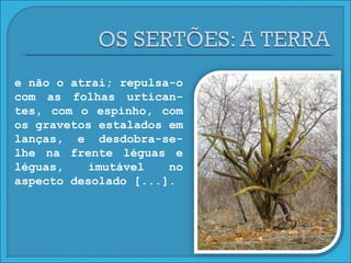 e não o atrai; repulsa-o com as folhas urtican-tes, com o espinho, com os gravetos estalados em lanças, e desdobra-se-lhe na frente léguas e léguas, imutável no aspecto desolado [...]. 