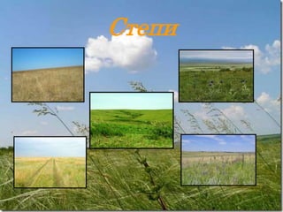 Степи
 