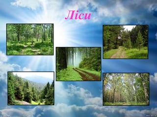 Ліси
 