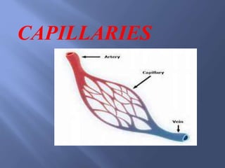CAPILLARIES
 