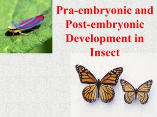 Pra-embryonic and
Post-embryonic
Development in
Insect
 