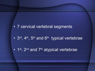 7 cervical vertebral segments 3 rd , 4 th , 5 th  and 6 th   typical vertebrae 1 st , 2 nd  and 7 th  atypical vertebrae 