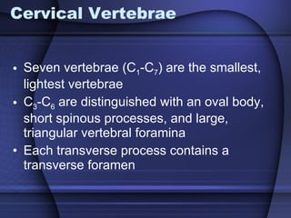 Cervical Vertebrae Seven vertebrae (C 1 -C 7 ) are the smallest, lightest vertebrae C 3 -C 6  are distinguished with an oval body, short spinous processes, and large, triangular vertebral foramina Each transverse process contains a transverse foramen 