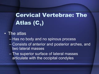 Cervical Vertebrae: The Atlas (C 1 ) The atlas  Has no body and no spinous process Consists of anterior and posterior arches, and two lateral masses The superior surface of lateral masses articulate with the occipital condyles 