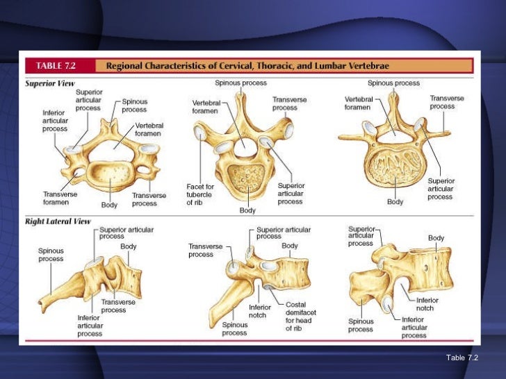 Pra625 cervical spine