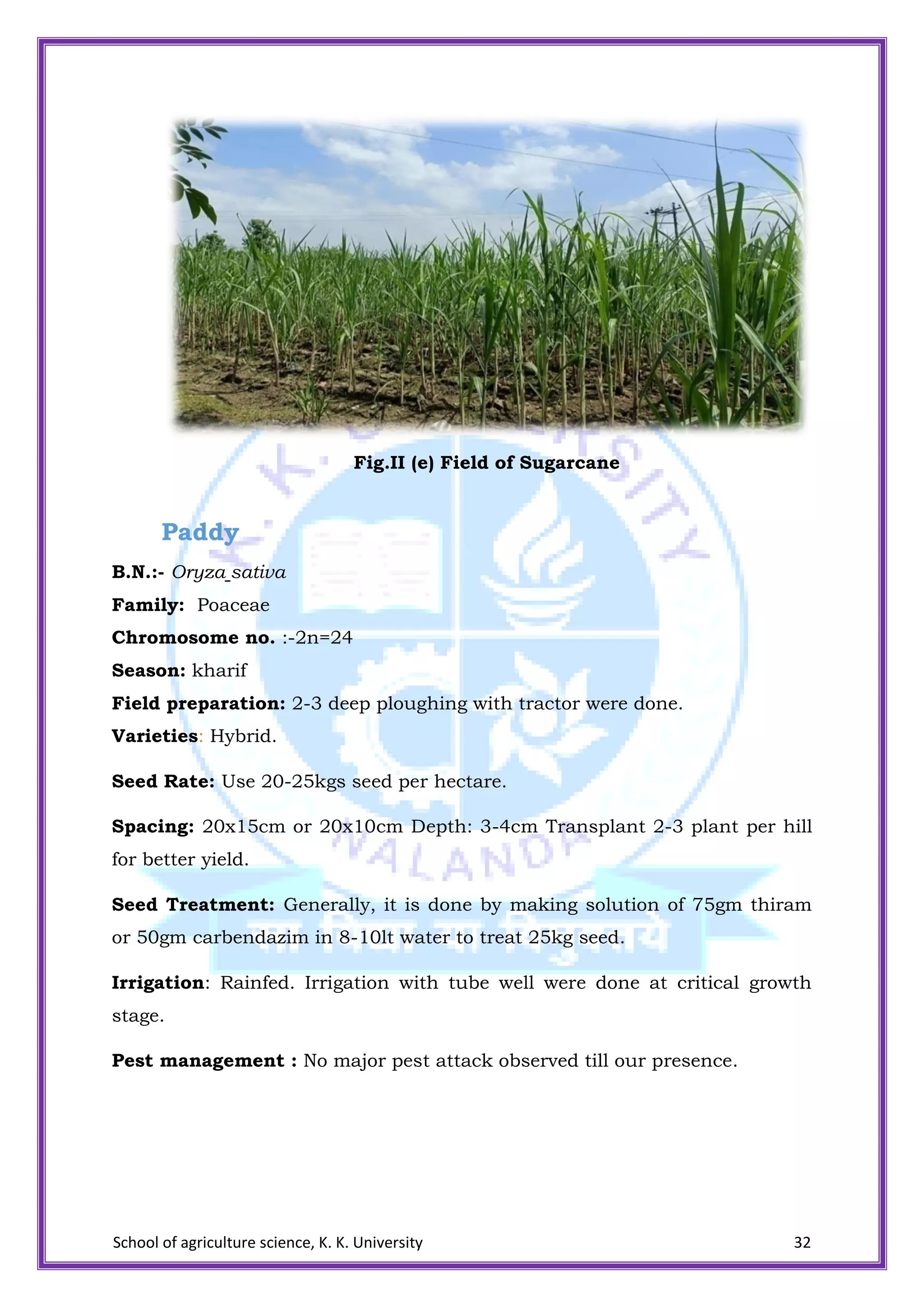 School of agriculture science, K. K. University 32
Fig.II (e) Field of Sugarcane
Paddy
B.N.:- Oryza sativa
Family: Poaceae
Chromosome no. :-2n=24
Season: kharif
Field preparation: 2-3 deep ploughing with tractor were done.
Varieties: Hybrid.
Seed Rate: Use 20-25kgs seed per hectare.
Spacing: 20x15cm or 20x10cm Depth: 3-4cm Transplant 2-3 plant per hill
for better yield.
Seed Treatment: Generally, it is done by making solution of 75gm thiram
or 50gm carbendazim in 8-10lt water to treat 25kg seed.
Irrigation: Rainfed. Irrigation with tube well were done at critical growth
stage.
Pest management : No major pest attack observed till our presence.
 