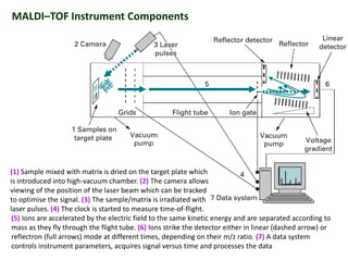 Maldi Instrument Animation Prabhakar singh ii sem-paper v-mass spectroscopy | PDF