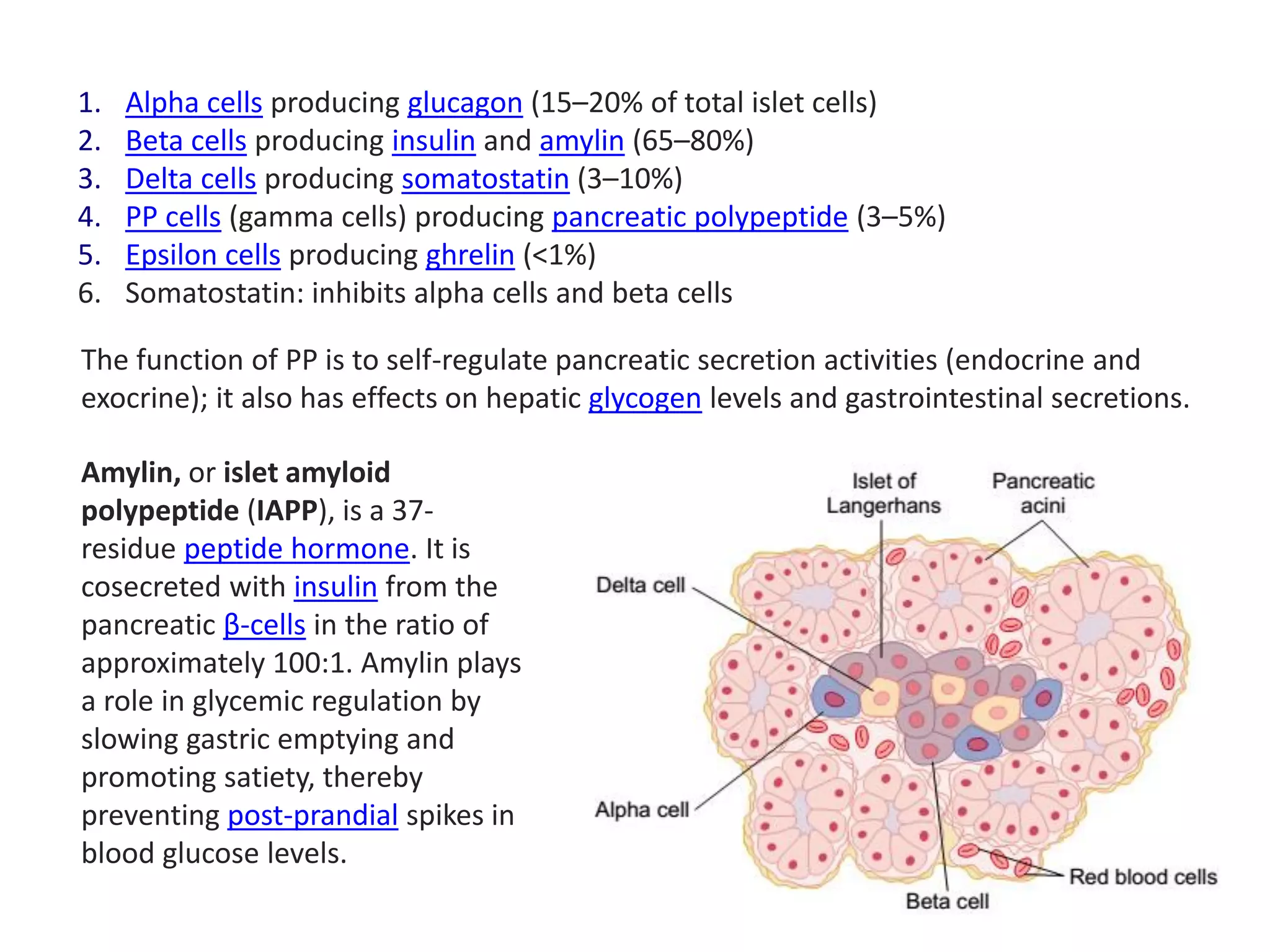 1. Alpha cells producing glucagon (15–20% of total islet cells)
2. Beta cells producing insulin and amylin (65–80%)
3. Delta cells producing somatostatin (3–10%)
4. PP cells (gamma cells) producing pancreatic polypeptide (3–5%)
5. Epsilon cells producing ghrelin (<1%)
6. Somatostatin: inhibits alpha cells and beta cells
The function of PP is to self-regulate pancreatic secretion activities (endocrine and
exocrine); it also has effects on hepatic glycogen levels and gastrointestinal secretions.
Amylin, or islet amyloid
polypeptide (IAPP), is a 37-
residue peptide hormone. It is
cosecreted with insulin from the
pancreatic β-cells in the ratio of
approximately 100:1. Amylin plays
a role in glycemic regulation by
slowing gastric emptying and
promoting satiety, thereby
preventing post-prandial spikes in
blood glucose levels.
 