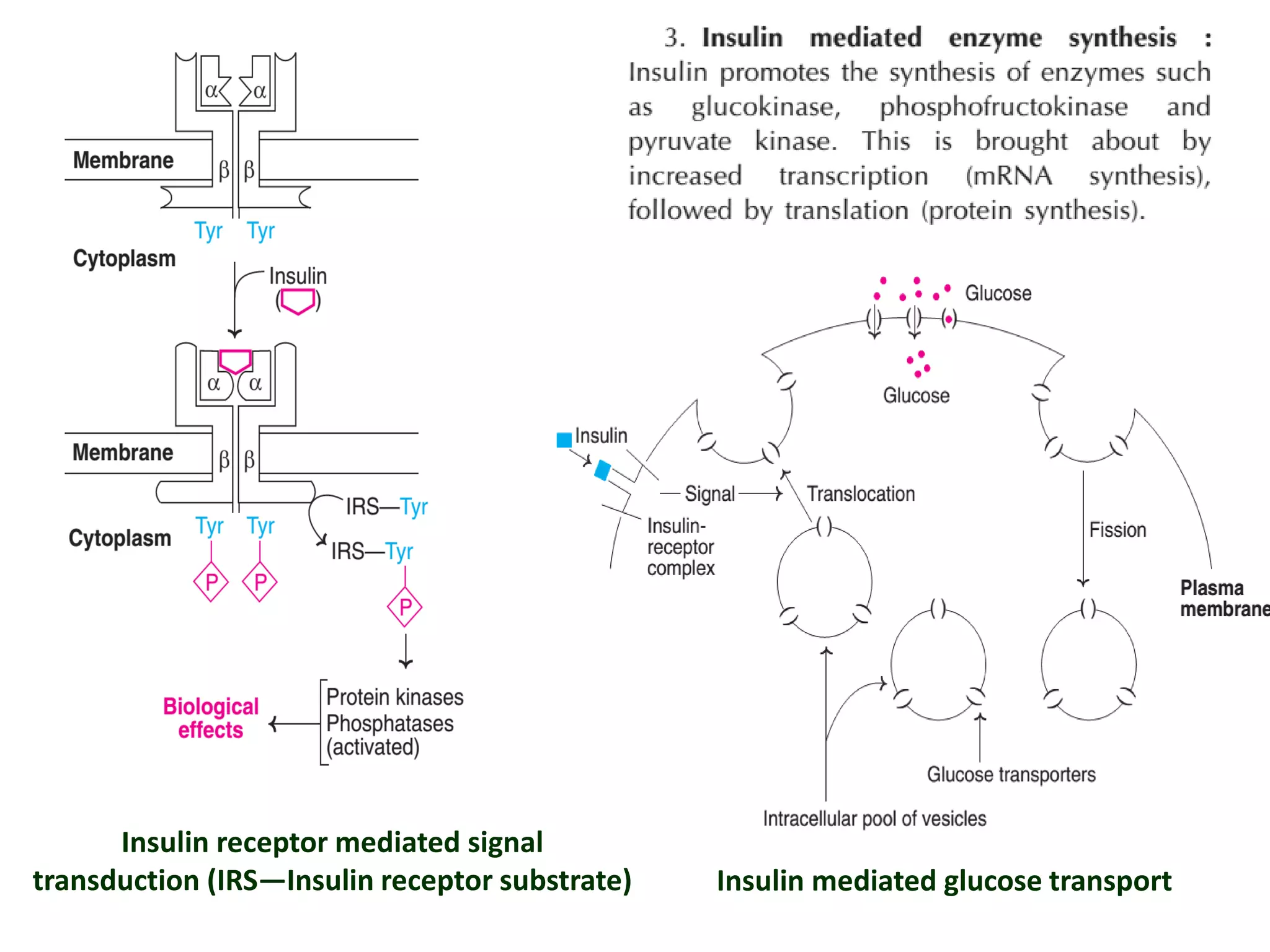 Insulin receptor mediated signal
transduction (IRS—Insulin receptor substrate) Insulin mediated glucose transport
 