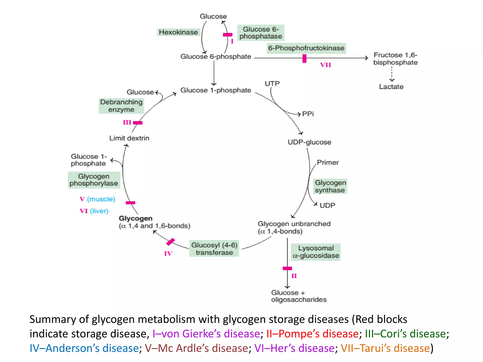 Summary of glycogen metabolism with glycogen storage diseases (Red blocks
indicate storage disease, I–von Gierke’s disease; II–Pompe’s disease; III–Cori’s disease;
IV–Anderson’s disease; V–Mc Ardle’s disease; VI–Her’s disease; VII–Tarui’s disease)
 
