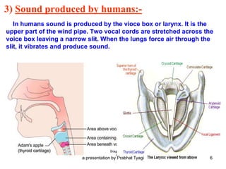 3) Sound produced by humans:-
In humans sound is produced by the vioce box or larynx. It is the
upper part of the wind pipe. Two vocal cords are stretched across the
voice box leaving a narrow slit. When the lungs force air through the
slit, it vibrates and produce sound.
a presentation by Prabhat Tyagi 6
 