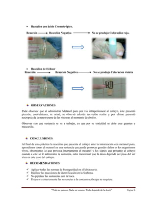 “Todo es veneno, Nada es veneno, Todo depende de la dosis“ Página 5
 Reacción con ácido Cromotrópico.
Reacción Reacción Negativa No se produjo Coloración roja.
 Reacción de Hehner
Reacción Reacción Negativa No se produjo Coloración violeta
OBSERVACIONES
Pude observar que al administrar Metanol puro por vía intraperitoneal al cobayo, éste presentó
picazón, convulsiones, se orinó, se observó además secreción ocular y por ultimo presentó
necropsia de la mayor parte de las vísceras al momento de abrirlo.
Observar con que sustancia se va a trabajar, ya que por su toxicidad se debe usar guantes y
mascarilla.
CONCLUSIONES
Al final de esta práctica la reacción que presenta el cobayo ante la intoxicación con metanol puro,
aprendimos como el metanol en una sustancia que puede provocar grandes daños en los organismos
vivos, observamos lo que provoca internamente el metanol y los signos que presento el cobayo
cuando a este se le administro la sustancia, cabe mencionar que la dosis depende del peso del ser
vivo en este caso del cobayo.
RECOMENDACIONES
 Aplicar todas las normas de bioseguridad en el laboratorio.
 Realizar las reacciones de identificación en la Sorbona.
 No pipetear las sustancias con la boca.
 Preparar correctamente las sustancias a la concentración que se requiere.
 