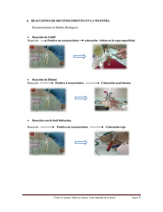 “Todo es veneno, Nada es veneno, Todo depende de la dosis“ Página 4
REACCIONES DE RECONOCIMIENTO EN LA MUESTRA
Reconocimiento en Medios Biológicos
 Reacción de Schiff
Reacción Positivo no característico coloración violeta en la capa superficial.
 Reacción de Rimini
Reacción Positivo Característico Coloración azul intenso
 Reacción con la fenil hidracina.
Reacción Positivo no característico Coloración roja
 