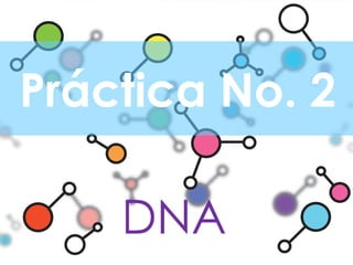 Práctica No. 2 DNA 