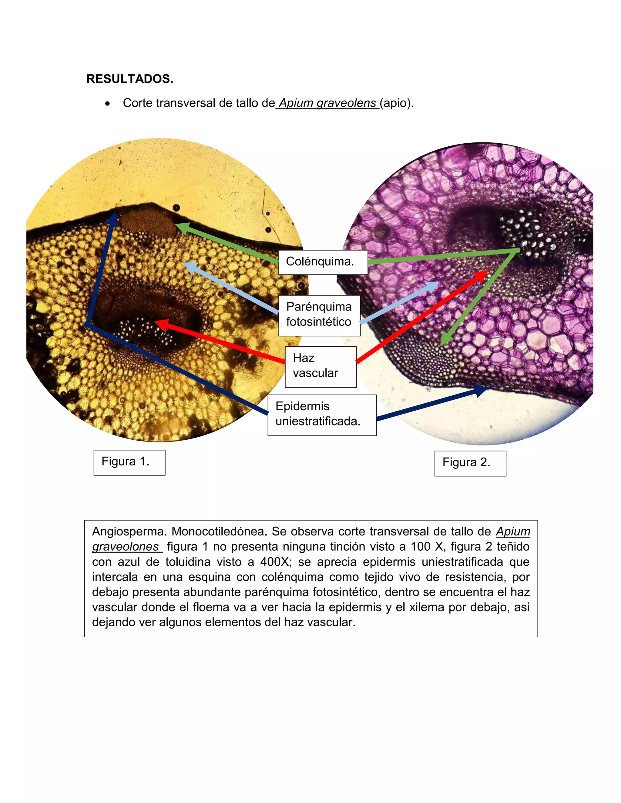 reporte-practica-morfologia-y-estructura-de-angiospermas-pdf