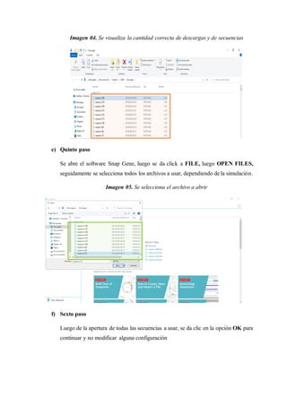 Imagen 04. Se visualiza la cantidad correcta de descargas y de secuencias
e) Quinto paso
Se abre el software Snap Gene, luego se da click a FILE, luego OPEN FILES,
seguidamente se selecciona todos los archivos a usar, dependiendo de la simulación.
Imagen 05. Se selecciona el archivo a abrir
f) Sexto paso
Luego de la apertura de todas las secuencias a usar, se da clic en la opción OK para
continuar y no modificar alguna configuración
 