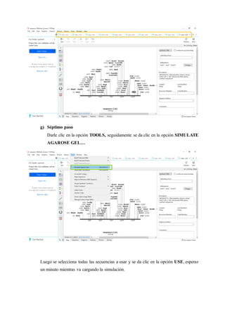 g) Séptimo paso
Darle clic en la opción TOOLS, seguidamente se da clic en la opción SIMULATE
AGAROSE GEL…
Luego se selecciona todas las secuencias a usar y se da clic en la opción USE, esperar
un minuto mientras va cargando la simulación.
 