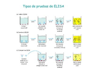Tipos de pruebas de ELISA 