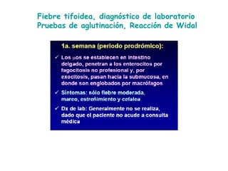 Fiebre tifoidea, diagnóstico de laboratorio Pruebas de aglutinación, Reacción de Widal 