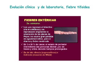 Evolución clínica  y de laboratorio, fiebre tifoidea 