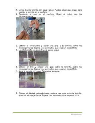 Microbiología I
1. Limpia bien la laminilla con agua y jabón. Puedes utilizar unas pinzas para
calentar la laminilla en el mechero.
2. Desinfecta el asa en el mechero. Obtén el cultivo con los
microorganismos:
3. Obtener el cristal violeta y añadir una gota a la laminilla, sobre los
microorganismos. Espera por un minuto a que seque un poco el tinte.
4. Lava la laminilla con agua. Espera que se seque.
5. Obtener el tinte y colocar una gota sobre la laminilla, sobre los
microorganismos. Espera por un minuto a que seque un poco el tinte.
6. Lava la laminilla con agua. Espera que se seque.
7. Obtener el Alcohol o descolorizante y colocar una gota sobre la laminilla,
sobre los microorganismos. Espera por un minuto a que seque un poco.
 