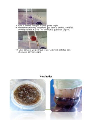 Microbiología I
8. Lava la laminilla con agua. Espera que se seque.
9. Obtener la safranina y colocar una gota sobre la laminilla, sobre los
microorganismos. Espera por un minuto a que seque un poco.
10. Lavar con agua y esperar que seque. La laminilla esta lista para
observarse por microscopio.
Resultados.
 