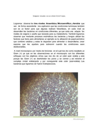 Microbiología I
Imágenes tomadas con un celular LG de 5 mpxs.
Logramos observa los tres niveles: Anaeróbica, Microaerofílica y Aerobia que
van de forma ascendente nos explicaron que las condiciones luminosas también
son es un factor para que algunas realicen fotosíntesis, en cada nivel se
desarrollan las bacterias en condiciones diferentes, ya que cada una adapta los
niveles de oxígeno o azufre que necesita para su metabolismo. También logramos
observar que mediante procesos enzimáticos las bacterias y hongos utilizan los
factores que tiene para alimentarse un ejemplo es la utilización de papel periódico
que contiene celulosa y estas la degradan para alimentar o desarrollarse, crear
esporas que les ayudara para sobrevivir cuando las condiciones sean
desfavorables.
A nivel microscópico por medio de tinciones en el cual nos dio como resultado un
Gram (+) ya que en las observaciones en el microscopio con los diferentes
enfoques con los objetivos vimos que nos dio de un color azul- violeta y esto
porque las Gram (+) se deshidratan los poros y se cierran y así retienen el
complejo cristal violeta/yodo y por consiguiente este color (azul-violeta) Las
bacterias que logramos ver fueron Estreptococos.
 