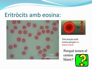 Eritròcits amb eosina:
Tots tenyits amb
eosina perquè no
tenen nucli.
Perquè tenen el
centre
blanc?
 