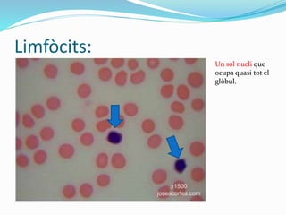 Limfòcits:
Un sol nucli que
ocupa quasi tot el
glòbul.
 