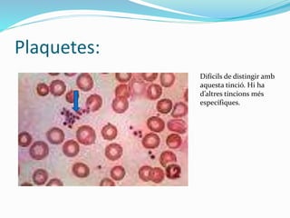 Plaquetes:
Difícils de distingir amb
aquesta tinció. Hi ha
d’altres tincions més
específiques.
 