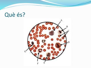 Què és?
A
B
C
D
EF
G
 