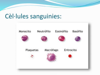 Cèl·lules sanguinies:
 